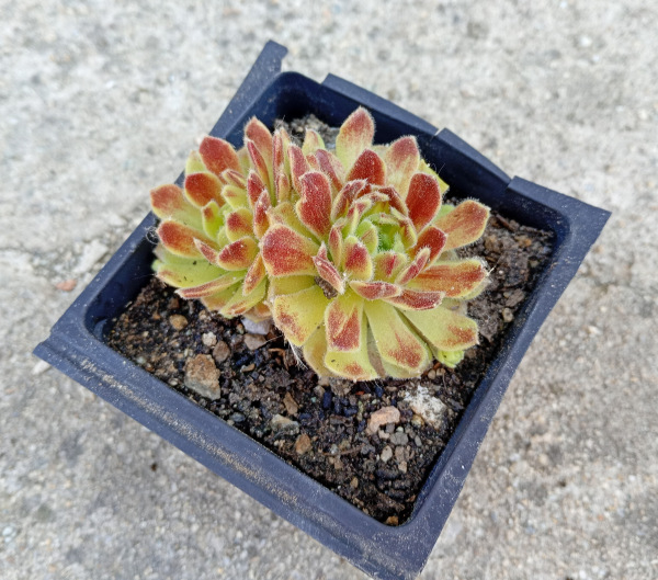 Sempervivum "Hot Boyz"