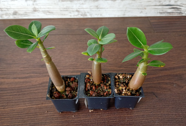 Adenium arabicum "MIX" - semenáč
