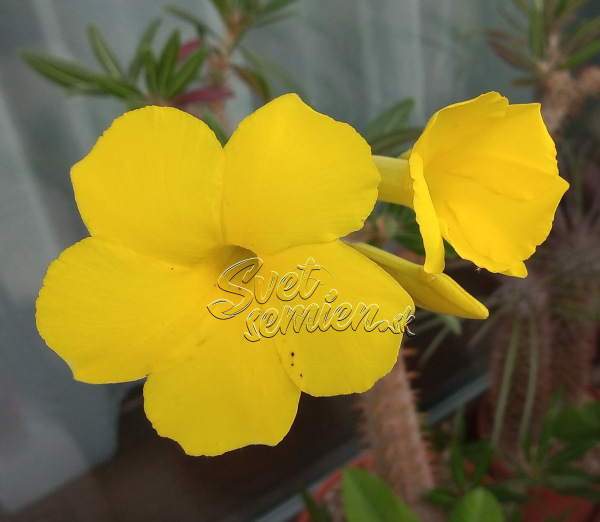 Pachypodium rosulatum 1