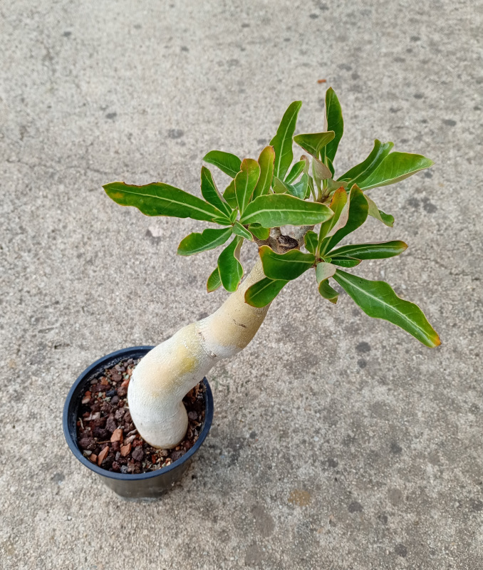 Adenium somalense - semenáč
