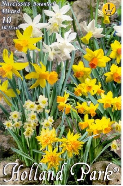 Narcissus Botanical Dwarf MIX/10 ks