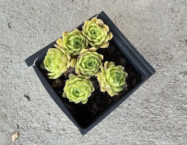 Sempervivum "Hot Boyz"