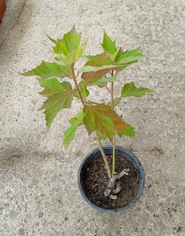 Hibiscus moscheutos 2