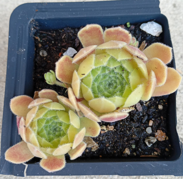 Sempervivum "Hot Boyz" 1