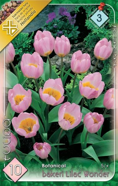 Tulipa Botanical Bakeri Lilac Wonder/10 ks