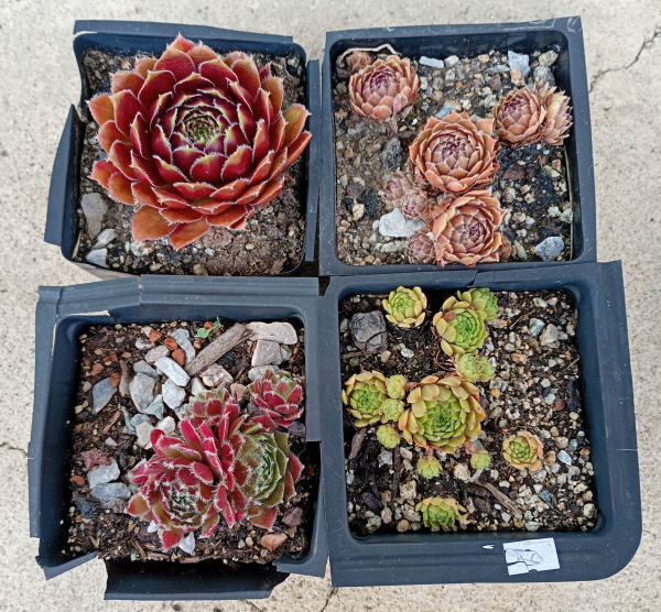 Sempervivum SET 2