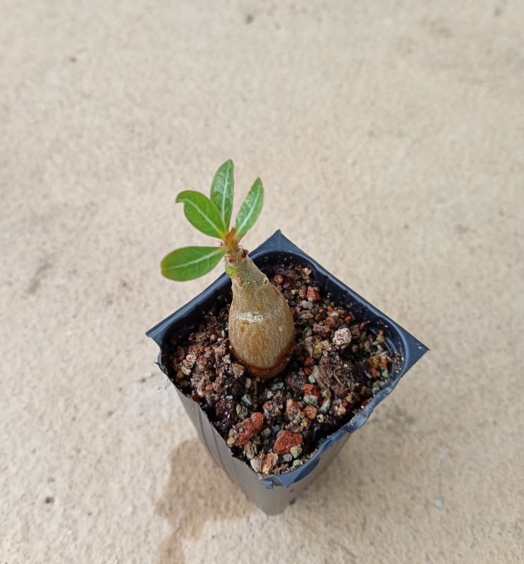 Adenium somalense - semenáč