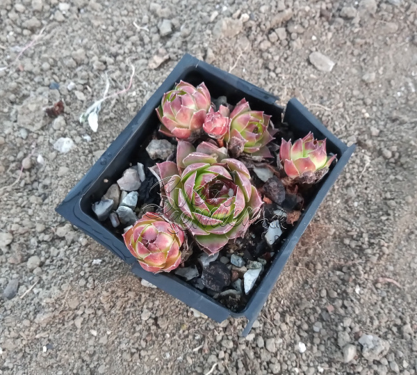 Sempervivum č. 3