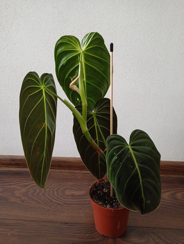 Philodendron melanochrysum 2