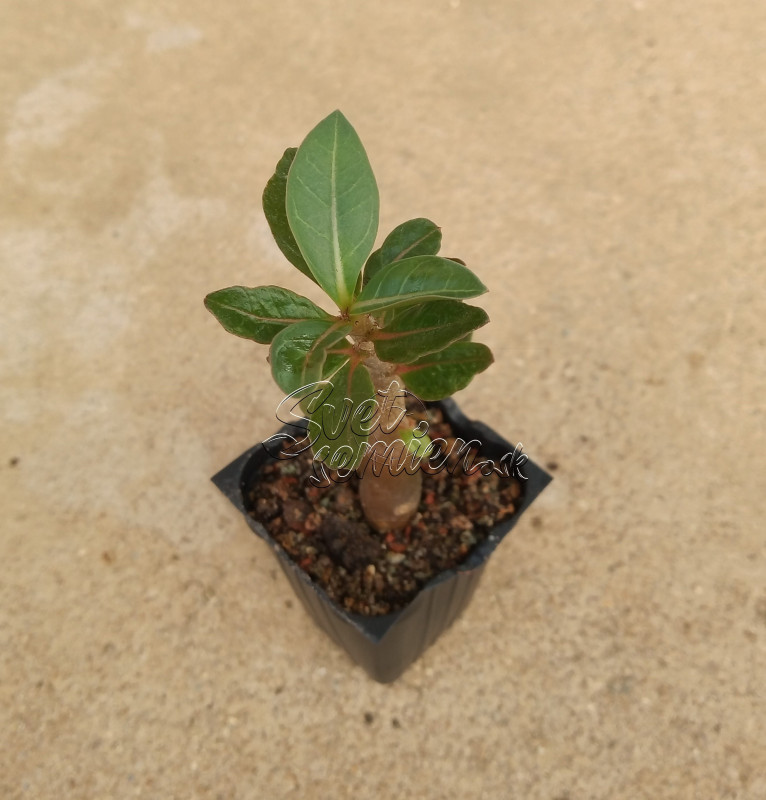 Adenium arabicum "MIX" - semenáč