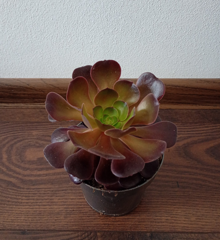 Aeonium arboreum "Velours"