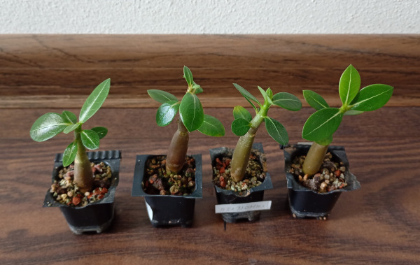 Adenium arabicum "MIX" - semenáč