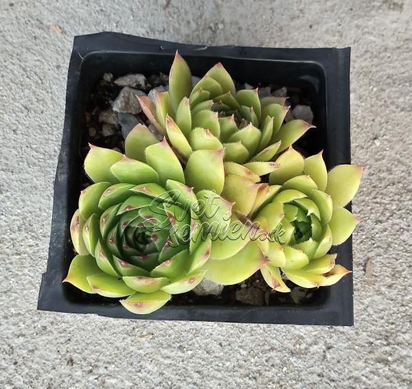 Sempervivum č. 3