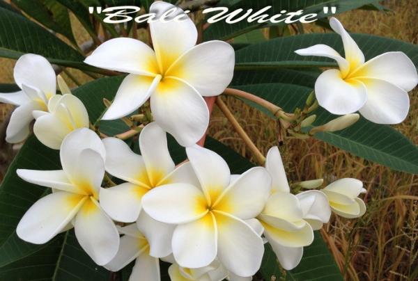 Plumeria rubra "Bali White" 5 semien
