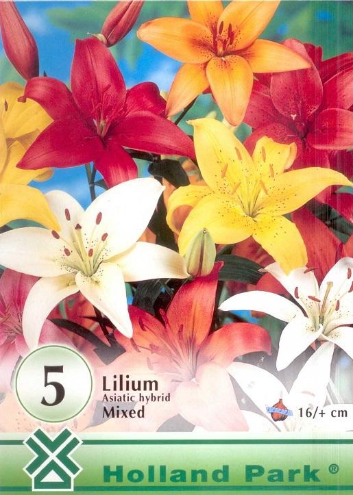 Lilium Asiatic hybrid MIX/5 ks