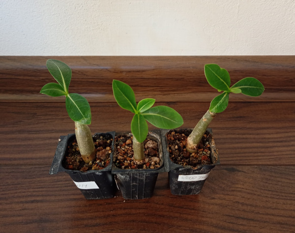 Adenium Thai Socotranum "MIX" - semenáč