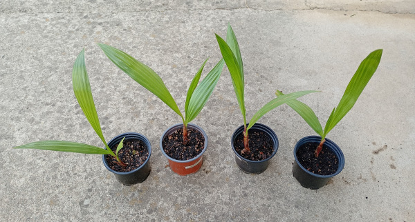 Washingtonia robusta 1