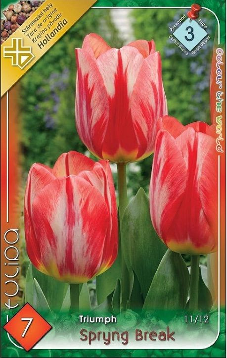 Tulipa Triumph Spryng Break/7 ks