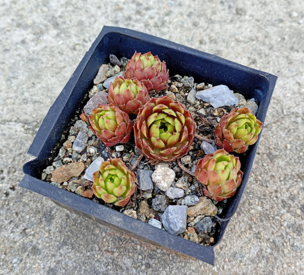 Sempervivum "Aglaga"