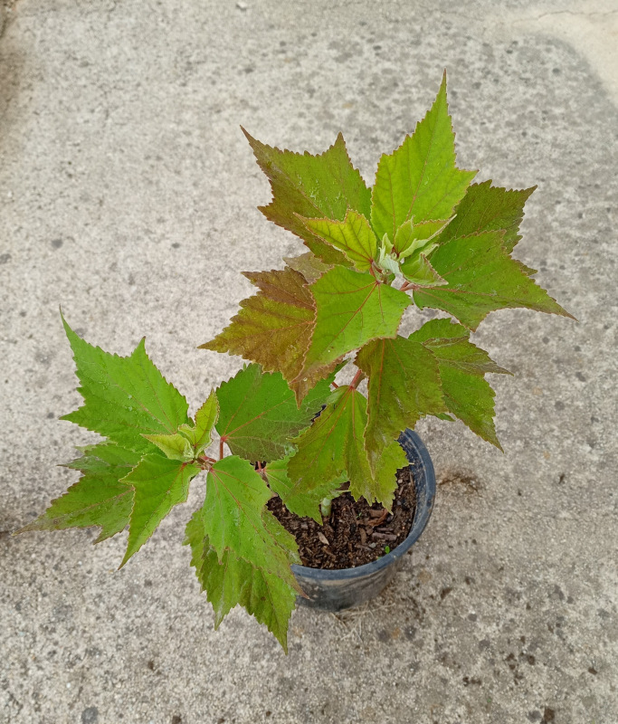 Hibiscus moscheutos 1