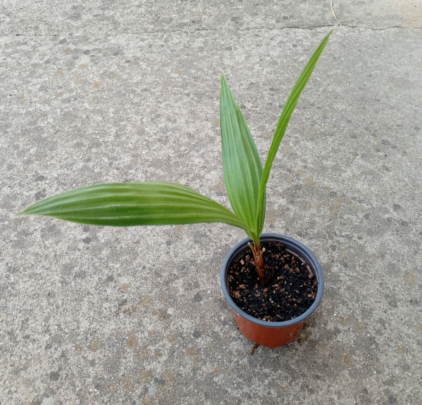 Washingtonia robusta