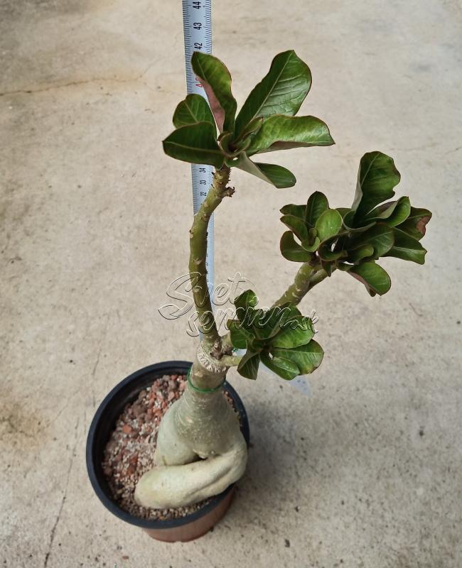 Adenium obesum Red Plastic - vrúbľovaná rastlina