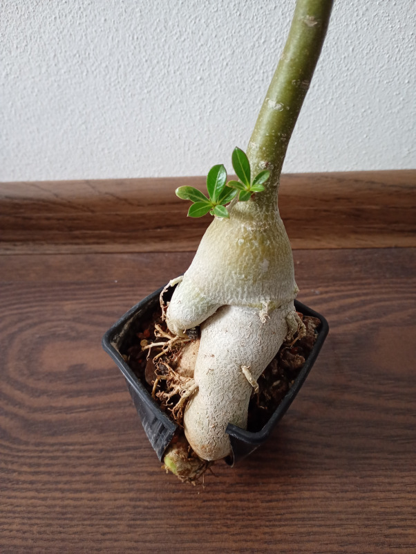 Adenium obesum - semenáč kvitnúci 3