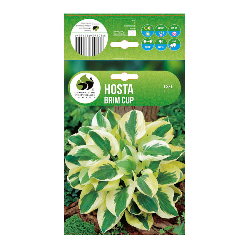 Hosta Brim Cup/1 ks