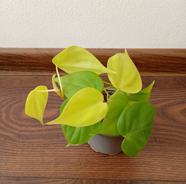 Philodendron "Neon"