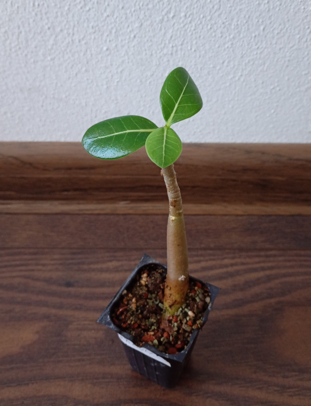 Adenium Thai Socotranum "MIX" - semenáč