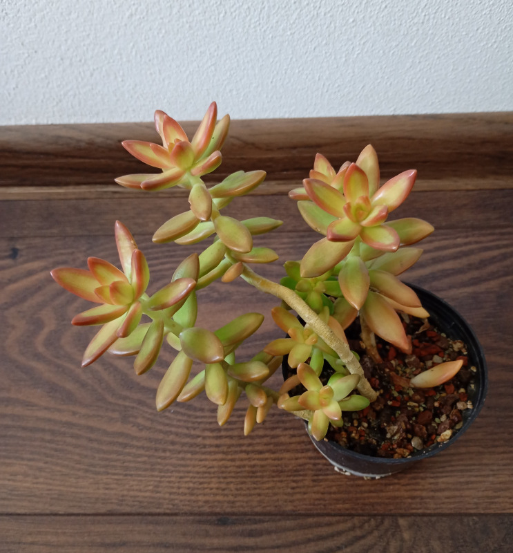 Sedum nussbaumerianum