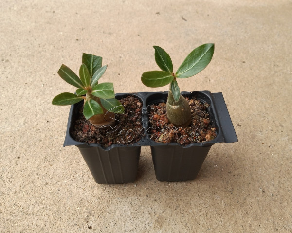 Adenium somalense - semenáč