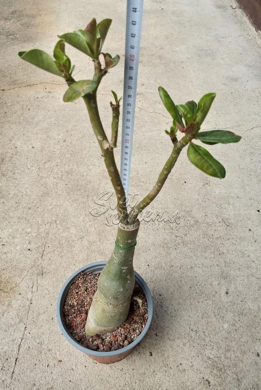 Adenium obesum Red Plastic - vrúbľovaná rastlina