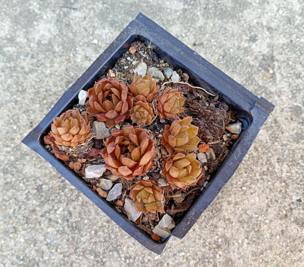 Sempervivum "Bronze Pastel"