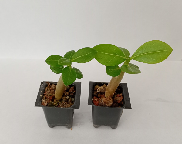 Adenium arabicum "MIX" - semenáč
