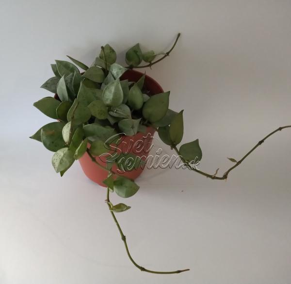Hoya krohniana "Eskimo"