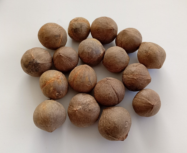 Jubaea chilensis 5 semien 2