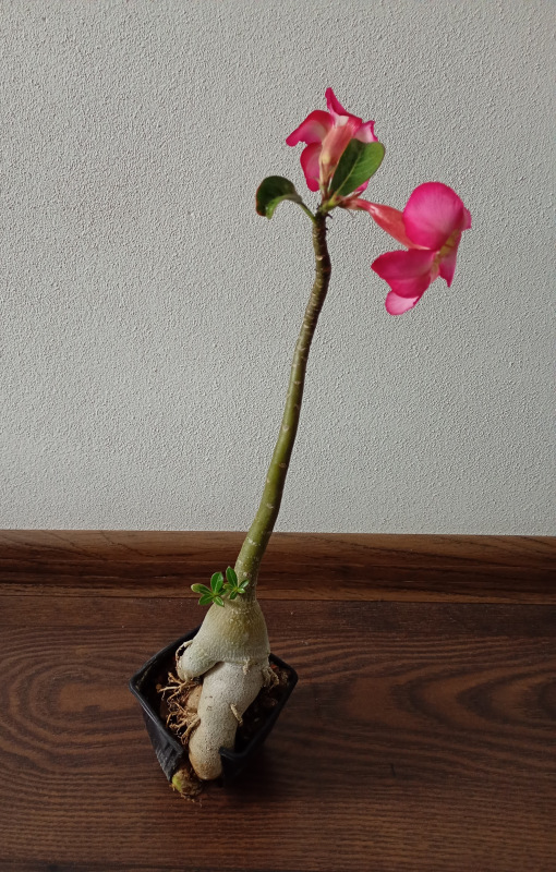 Adenium obesum - semenáč kvitnúci 1