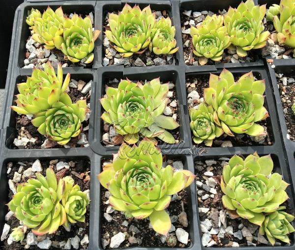 Sempervivum č. 3