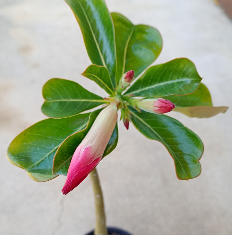 Adenium obesum - semenáč (ružový kvet) 1