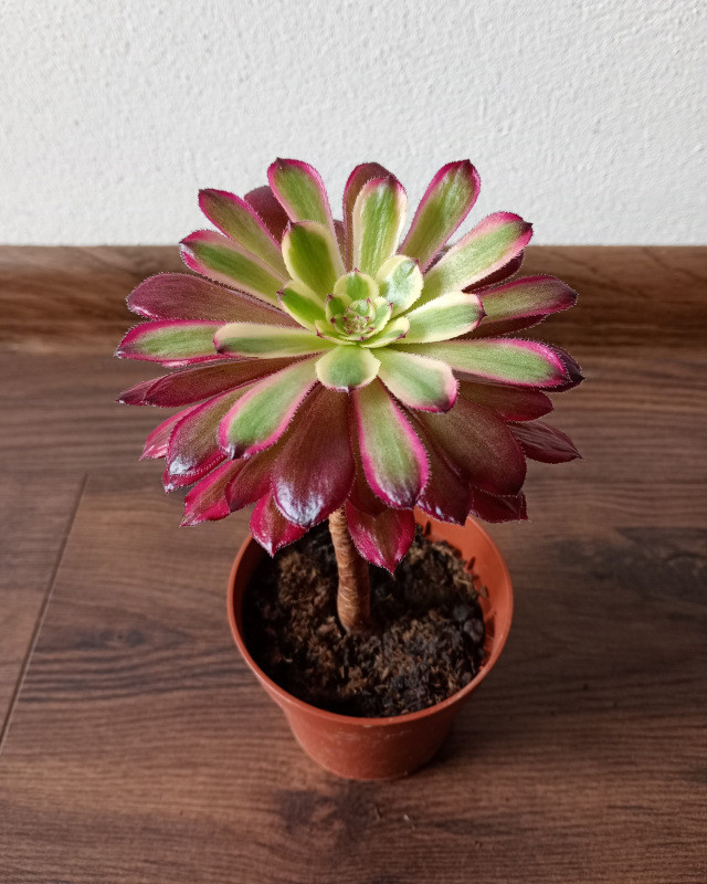 Aeonium "Mardi Grass" 1