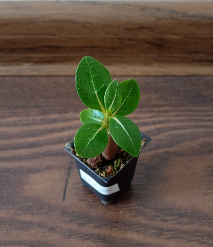 Adenium arabicum "MIX" - semenáč