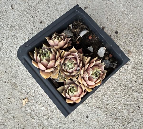 Sempervivum "Andinn Banker 07"