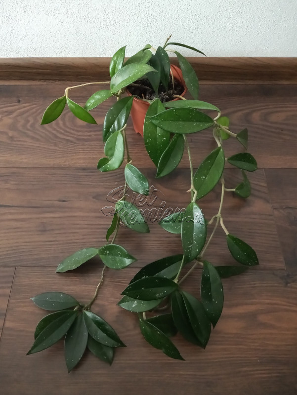 Hoya carnosa