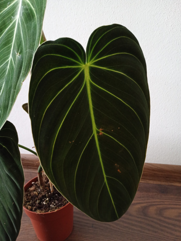 Philodendron melanochrysum 1