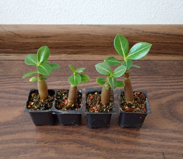 Adenium arabicum "MIX" - semenáč