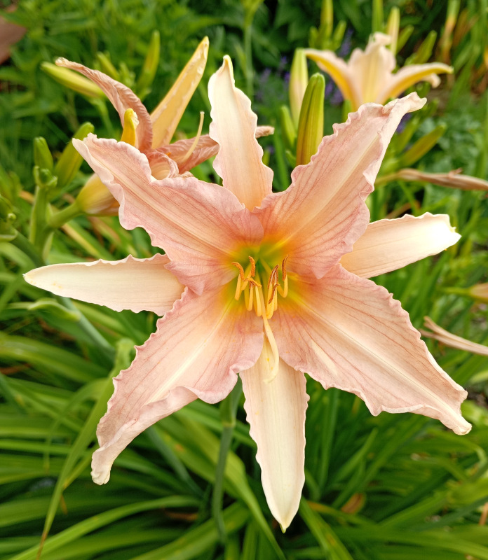 Hemerocallis (Ľaliovka) svetloružová