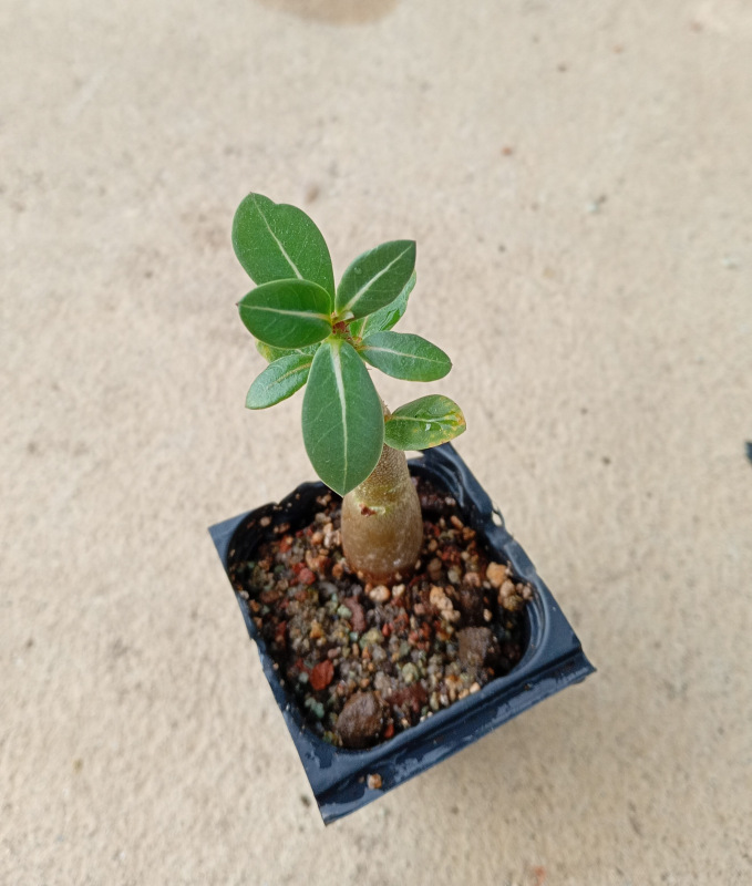 Adenium arabicum "MIX" - semenáč