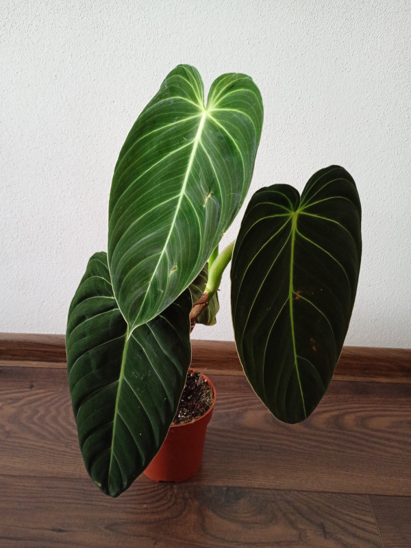 Philodendron melanochrysum