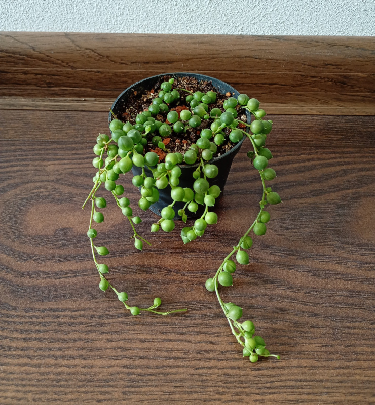 Senecio rowleyanus väčšie
